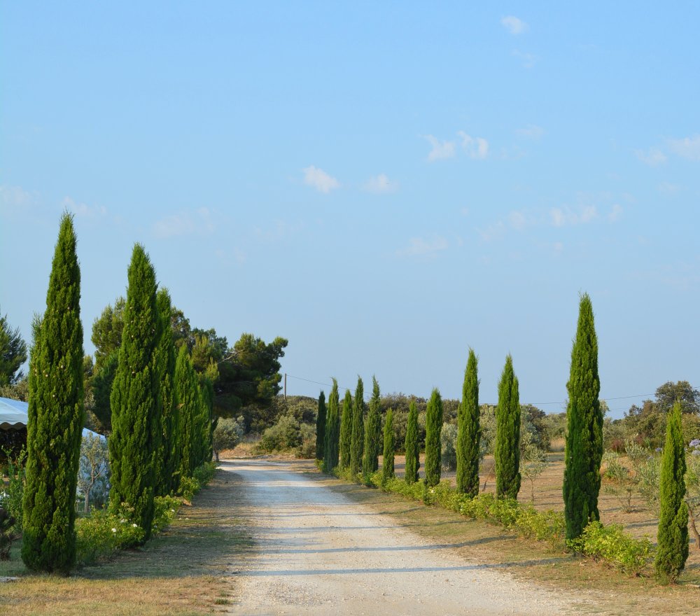 Allée de cyprès la lune o collines-ledenon 